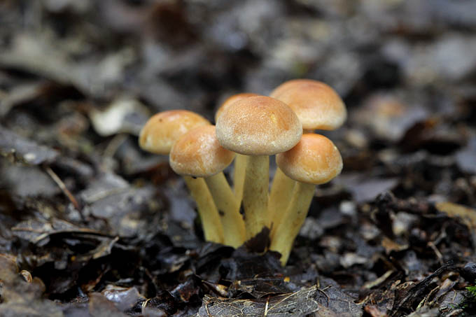 zwavelkopjes (hypholoma fasciculare) 09-2010 8855