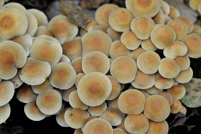 zwavelkopjes (hypholoma fasciculare) 09-2010 9491