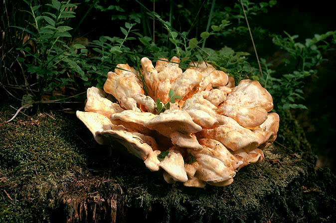 zwavelzwam (laetiporus sulphureus)