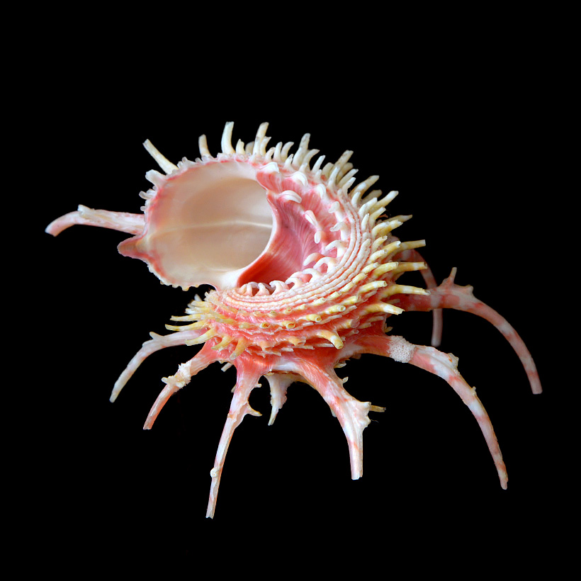 Angaria vicdani 5-2016 9416