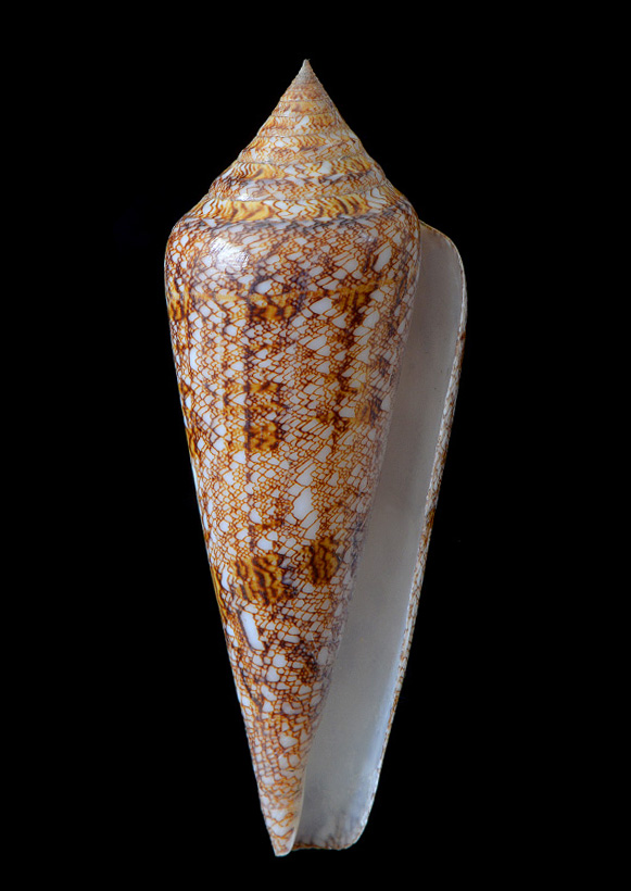 Conus gloriamaris 5-2016 9422