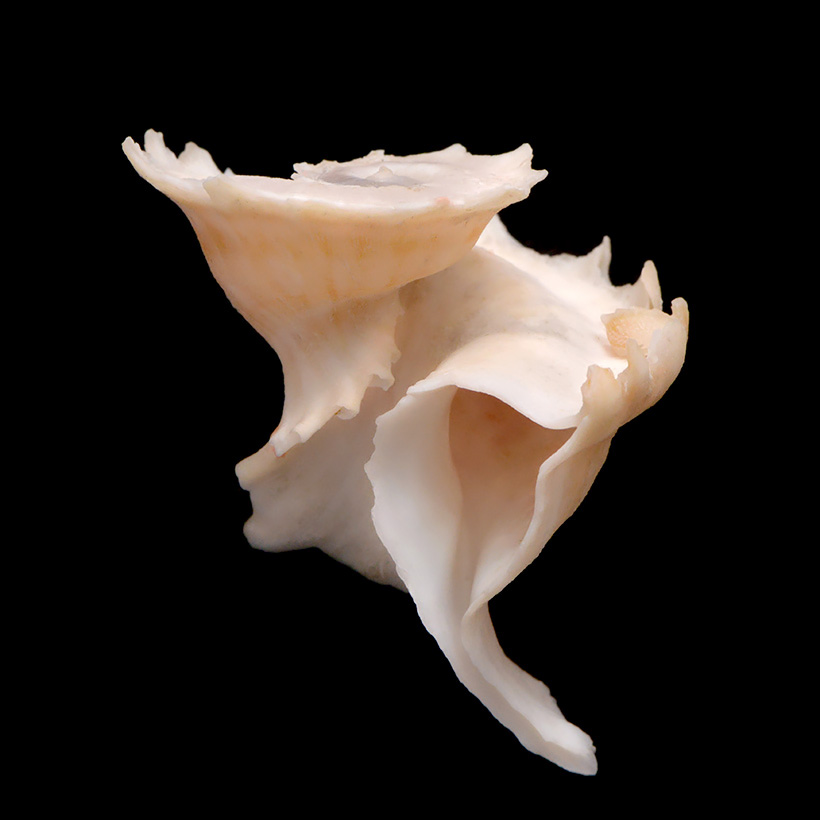 Latiaxis mawae 5-2015 2317