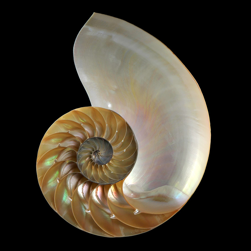 Nautilus pompilius 1-2012 4238