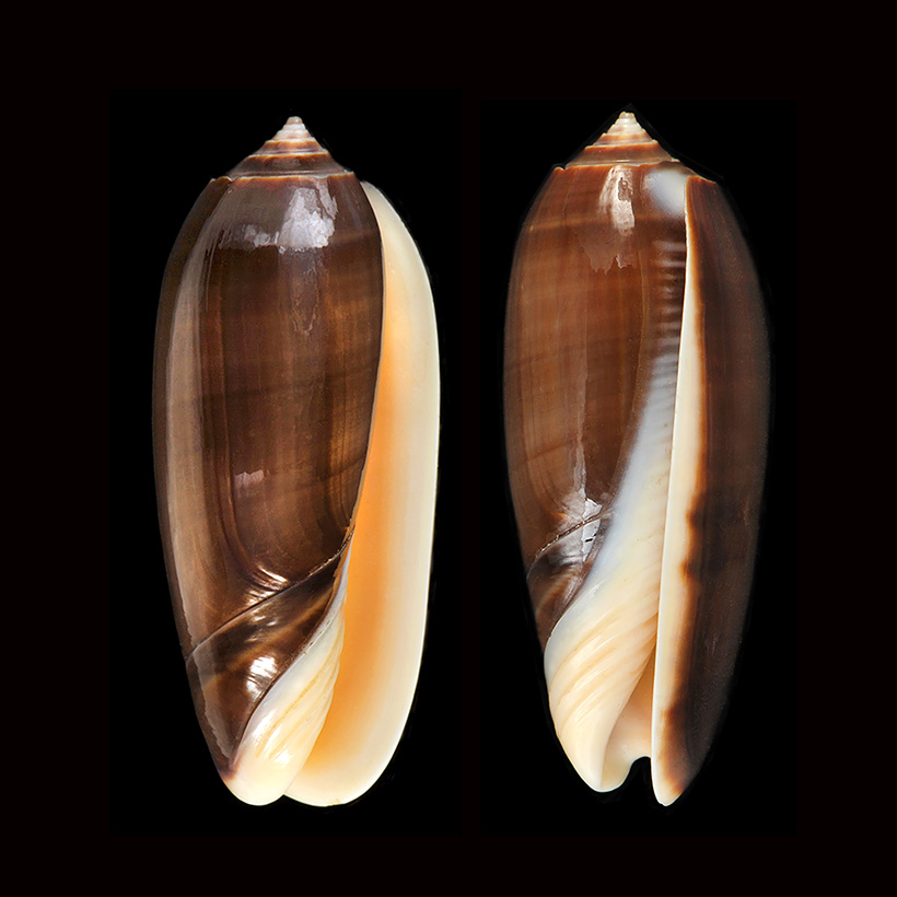Olijfslak (Oliva miniacea marrati) 185