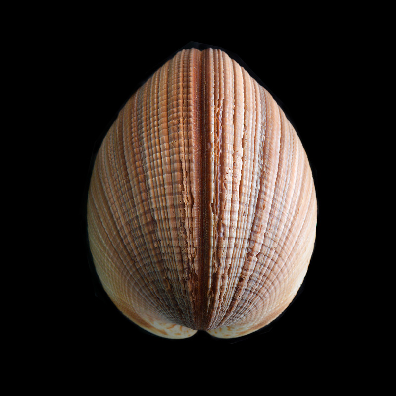 Periglypta magnifica 1-20145 1559