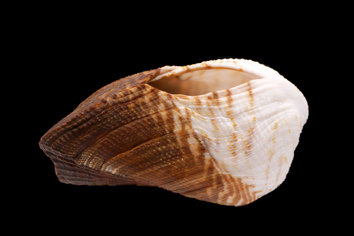 arca ventricosa 5-2015 2456