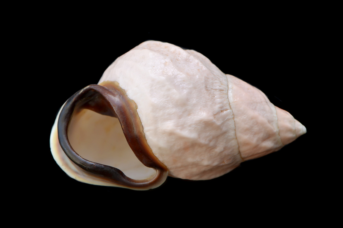 auris bilabiata melanostoma 5-2017 0879