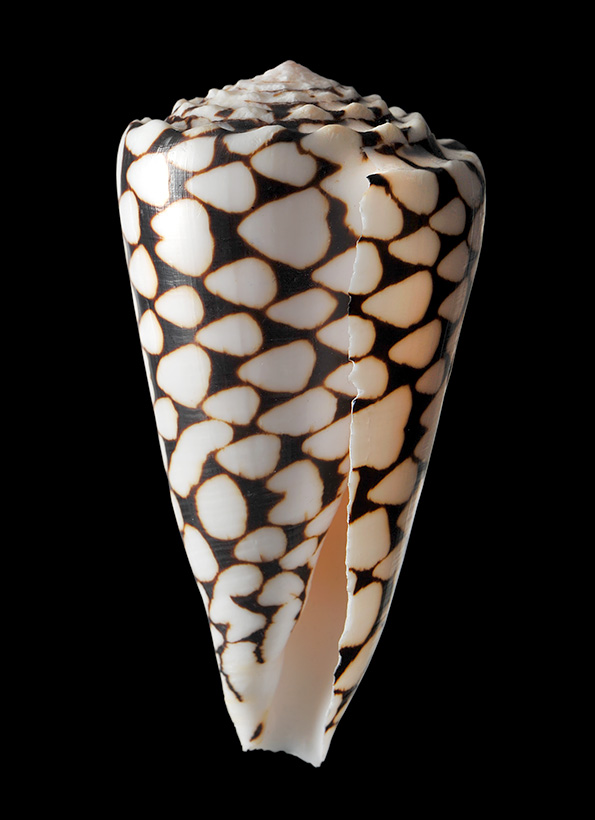 conus marmoreus 2-2012 5048