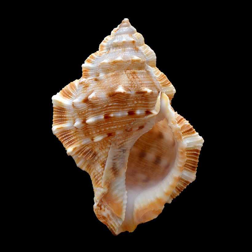 gewone kikkerschelp (bufonaria rana) 12-2013 8375