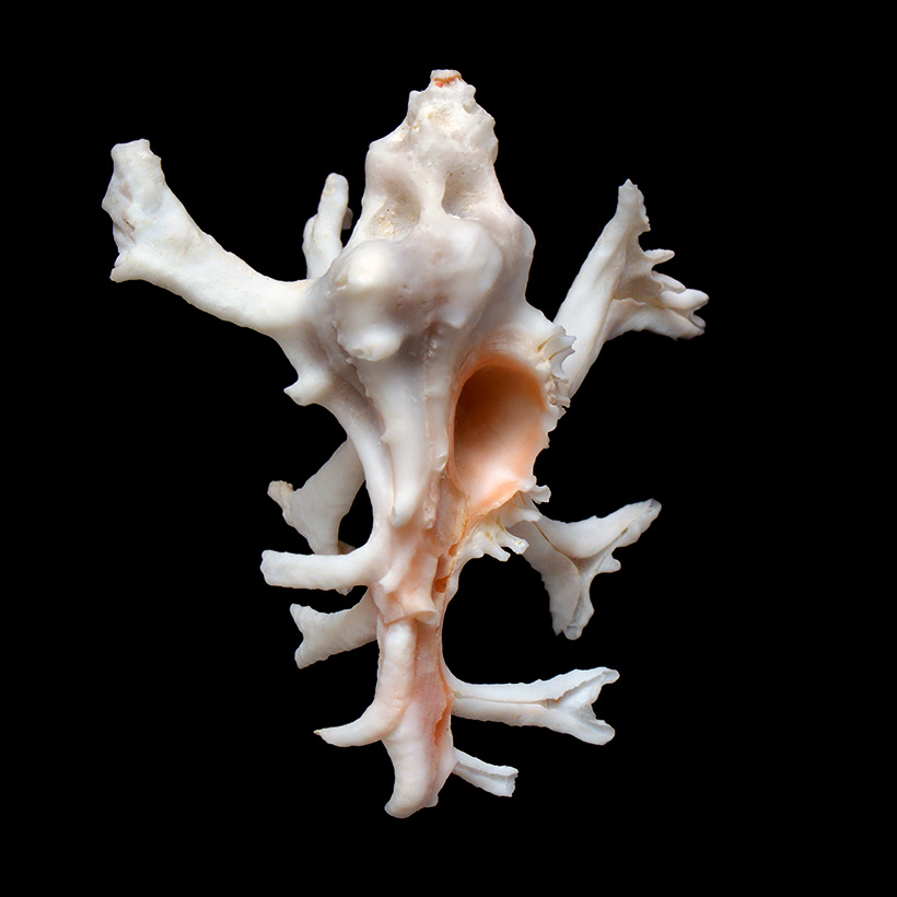 homalocantha zamboi 5-2015 2342