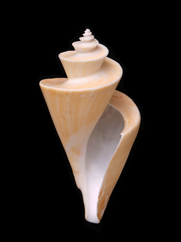 japanse wonderschelp (Thatcheria mirabilis) 5-2015 2337