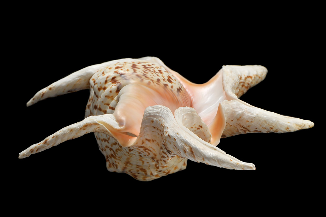 lambis chiragra 12-20121744