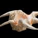 lambis chiragra 12-20121744