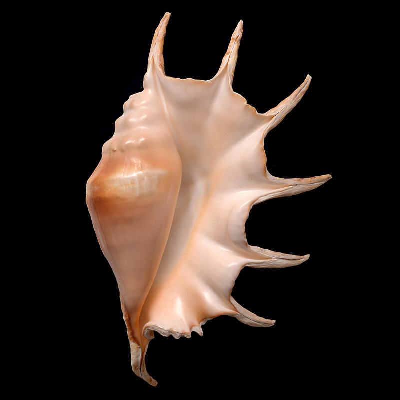 lambis lambis 7-2015 3088