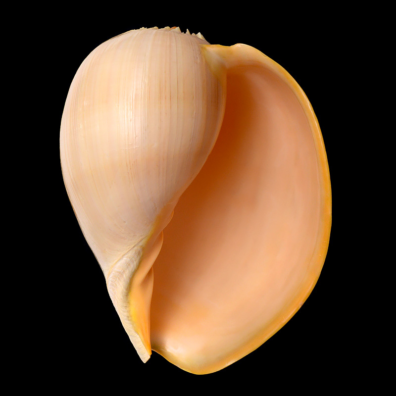 melo aethiopica 7-2015 3041