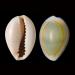 monetaria annulus 10-2014 1197