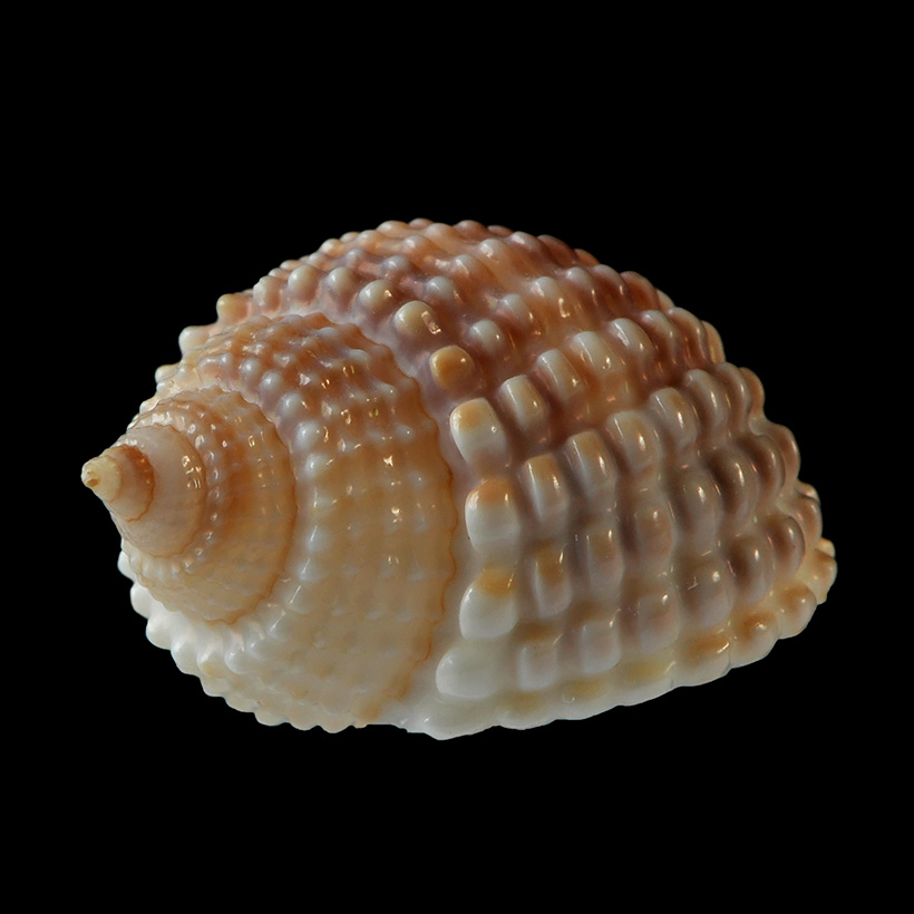 nassarius conoidalis 11-2012 1616