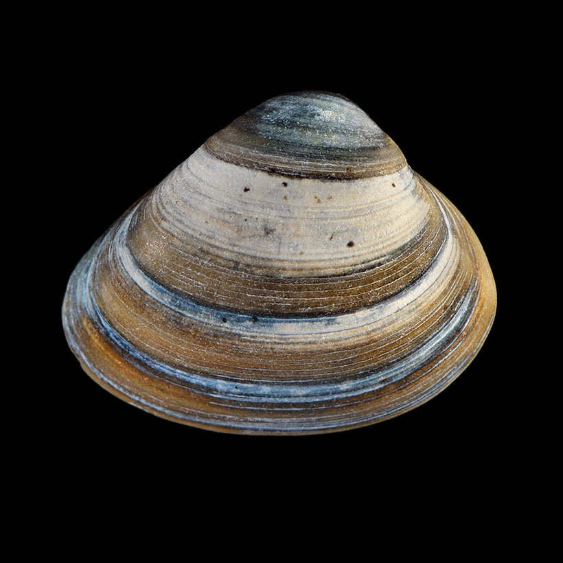 spisula solida 5-2011 7097