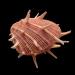 spondylus regius 5-2017 3063