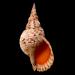 tritonshoren (Charonia tritonis) 7-2015 3093