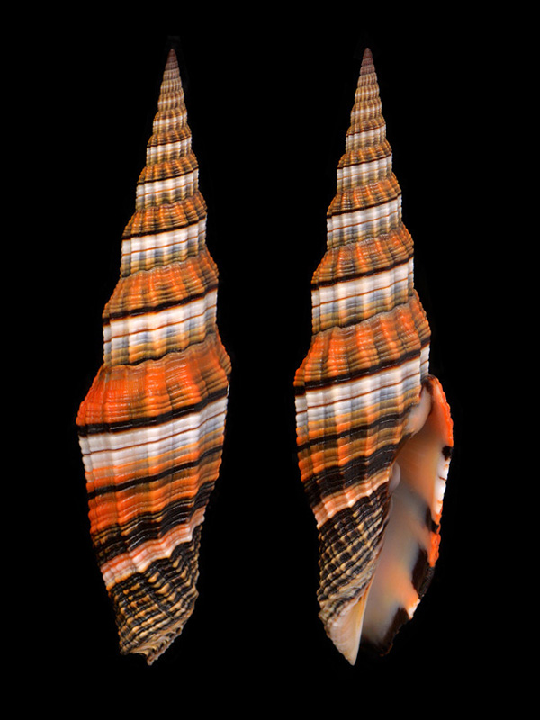 vexillum taeniatum 5-2015 2433