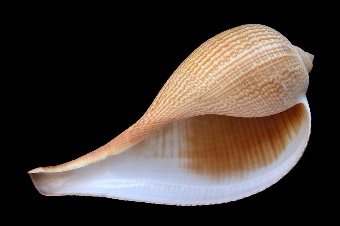 vijgschelp (Ficus gracilis) 5-2017 0858