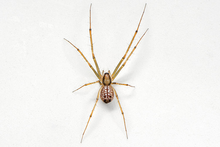 Floronia bucculenta 9-2012 9935
