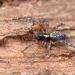 Gewone staartspin (Textrix denticulata) 2-2015 1901