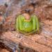 Groene krabspin (Diaea dorsata) 2-2015 1908