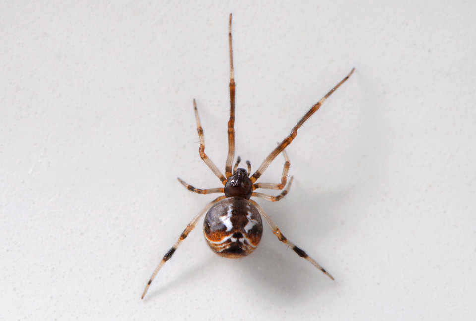 Prachtkogelspin (Parasteatoda lunata) 6-2015 2712