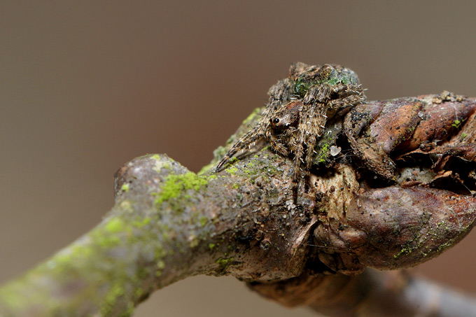 boomknobbelspin (gibbaranea gibbosa)