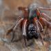 bostrechterspin (coelotes terrestris) 3-2012 5360