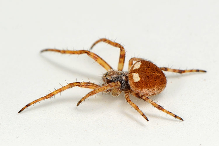 brede wielwebspin (Agalenatea ridii)  1-2013 2052-