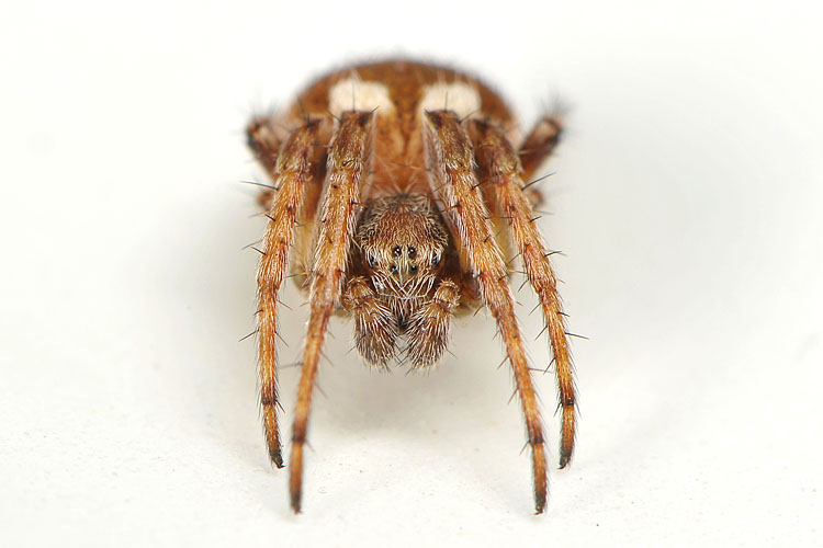 brede wielwebspin (Agalenatea ridii)  1-2013 2065