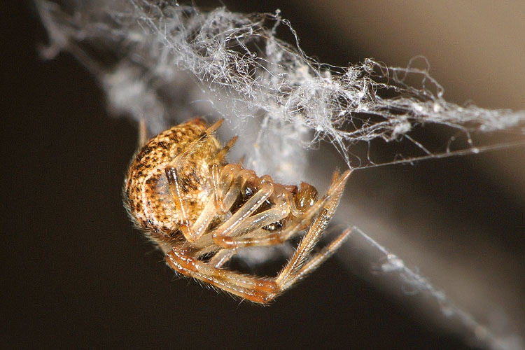broeikasspin (achaearanea tepidariorum) 5-2012 8537