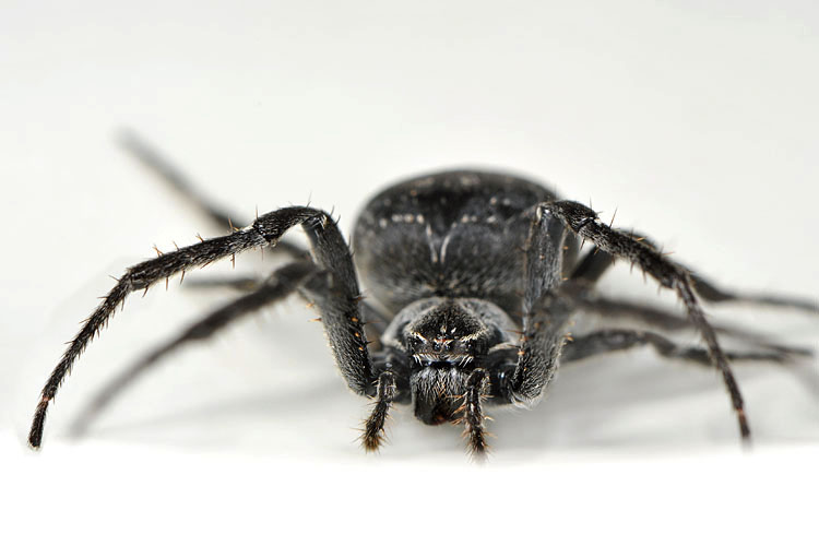 brugspin (Larinioides sclopetarius) 9-2012 0751