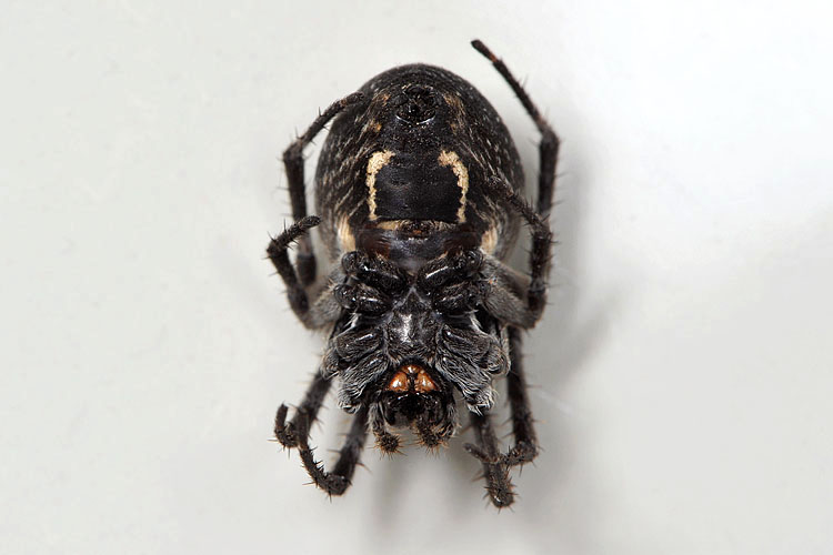 brugspin (Larinioides sclopetarius) 9-2012 0762