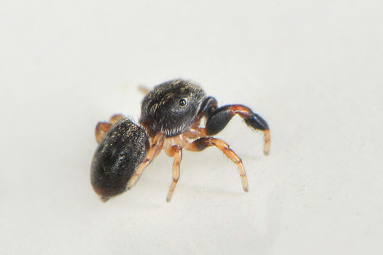 eikenspringspin (ballus chalybaeius=b. depressus) 5-2012 8431