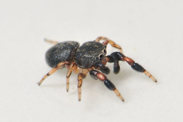eikenspringspin (ballus chalybaeius=b. depressus) 5-2012 8439