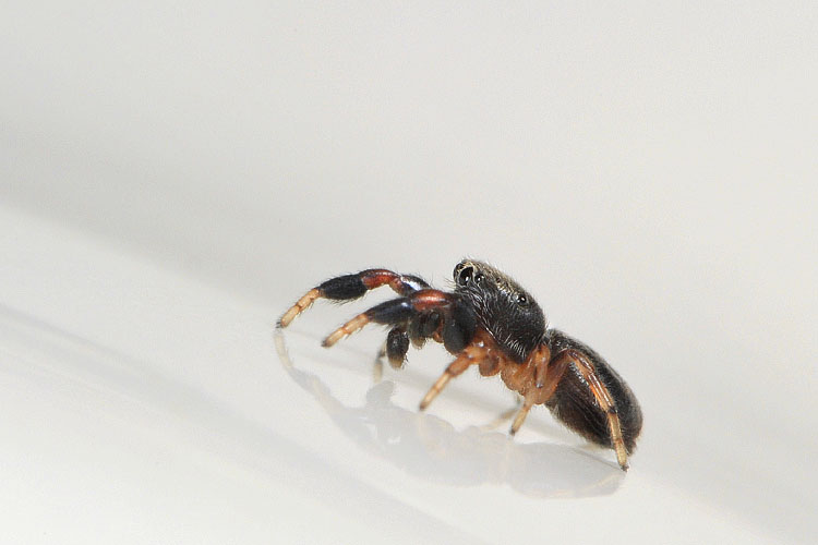 eikenspringspin (ballus chalybaeius=b. depressus) 5-2012 8449