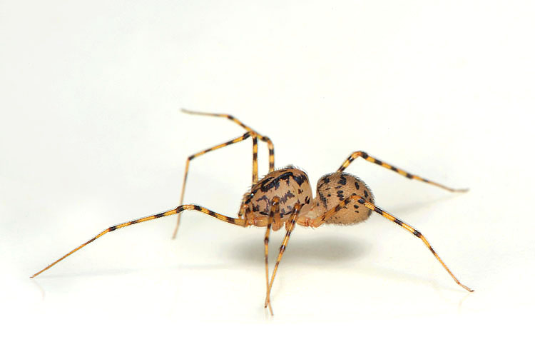getijgerde lijmspuiter (scytodes thoracica) 5-2012 8243