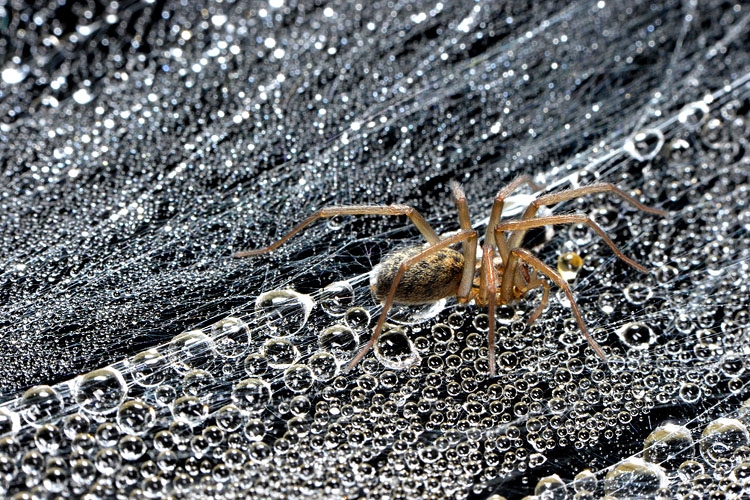 gewone huisspin (tegenaria atrica) 5-2012 8413