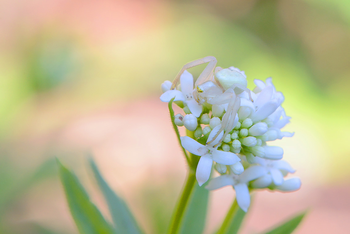 gewone kameleonspin (Misumena vatia) 4-2019 8253