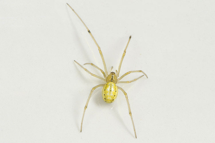 gewone tandkaak (enoploghantha ovata) 7-2012 9327