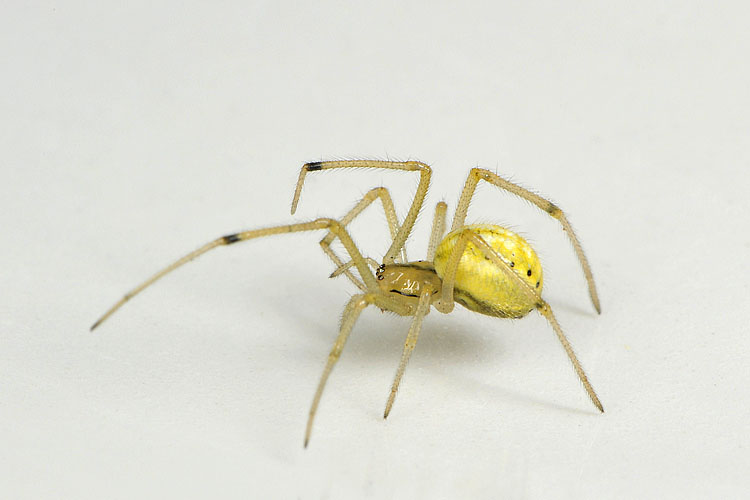 gewone tandkaak (enoploghantha ovata) 7-2012 9328