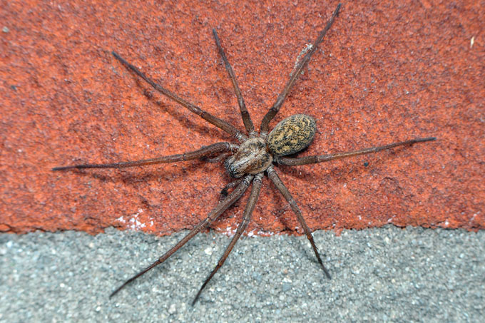 grijze huisspin (tegenaria domestica) 3-2012 5659