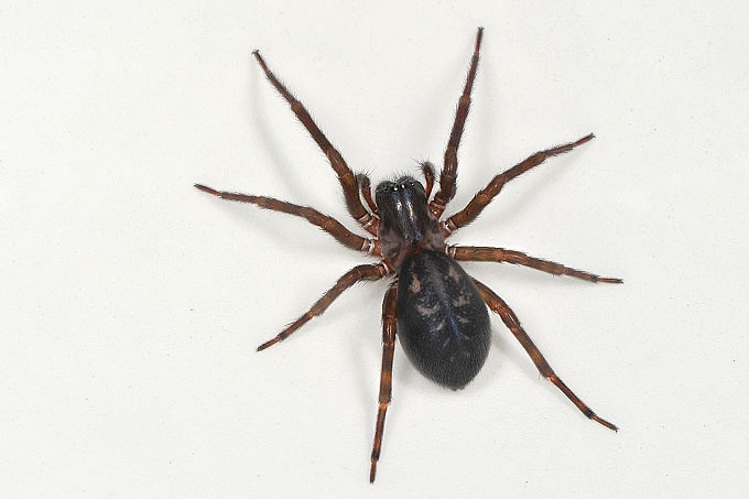 grote kaardespin (amaurobius ferox) 4-2012 6885