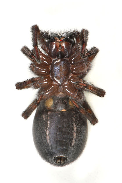 grote kaardespin (amaurobius ferox) 4-2012 6892