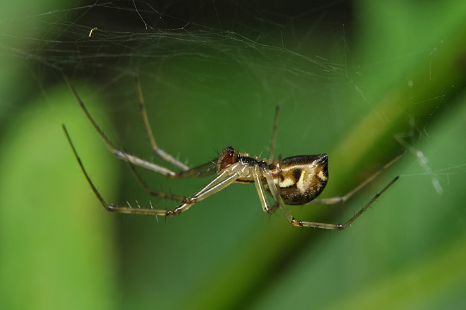 hangmatspin (linyphiidae sp)
