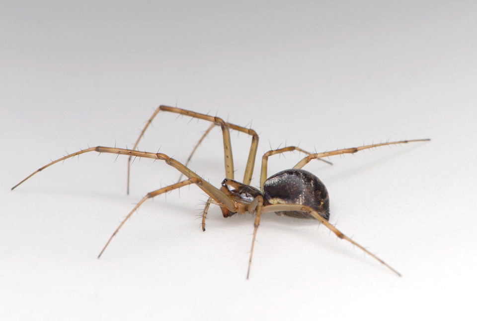 herfsthangmatspin (linyphia triangularis) 10-2014 1059